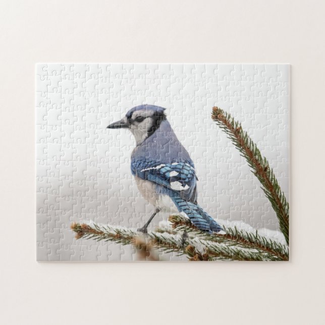 Blue Jay in Winter Pussel (Horisontell)