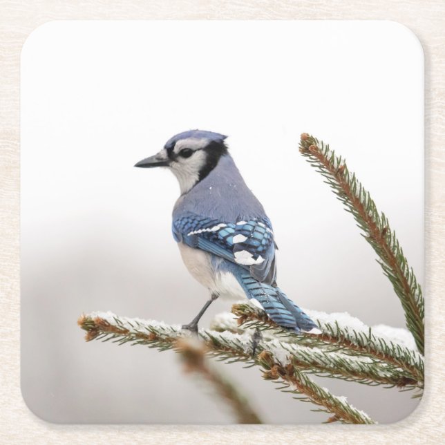 Blue Jay in Winter Underlägg Papper Kvadrat (Framsidan)
