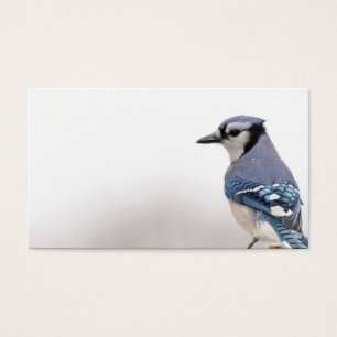 Blue Jay in Winter Visitkort