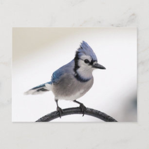 Blue Jay in Winter Vykort