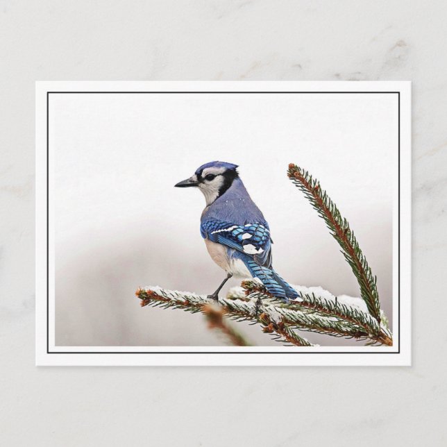 Blue Jay in Winter Vykort (Framsida)