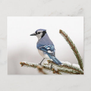 Blue Jay in Winter Vykort