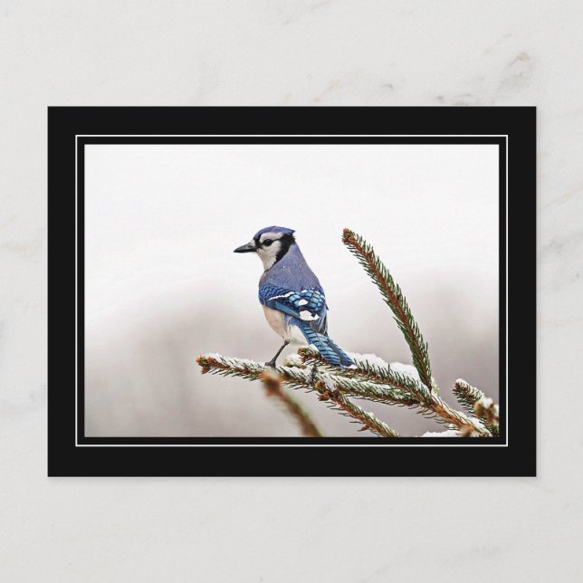 Blue Jay in Winter Vykort (Framsida)