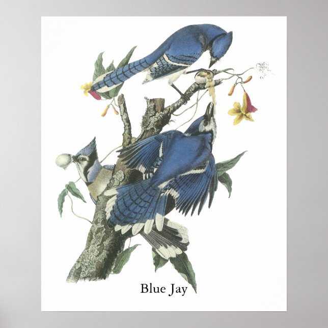 Blue Jay, John Audubon Poster (Framsidan)
