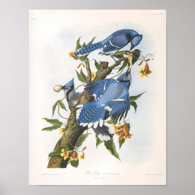 Blue Jay, John James Audubon Fine Art Poster (Framsidan)