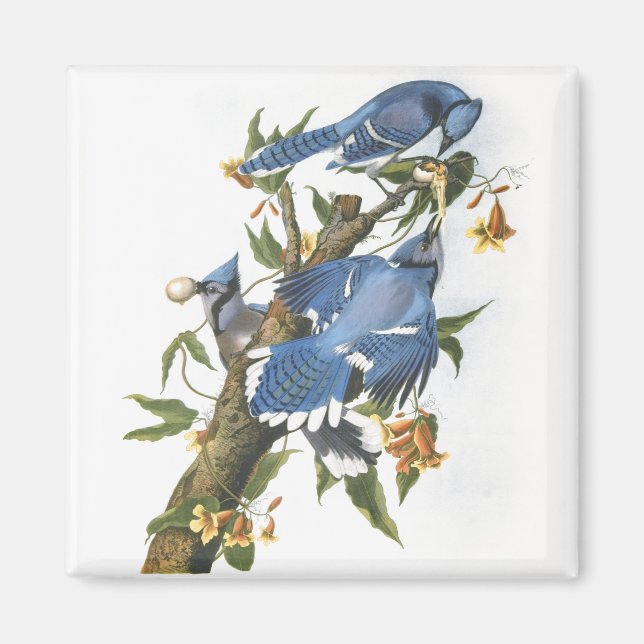 Blue Jay, John James Audubon Magnet (Framsidan)