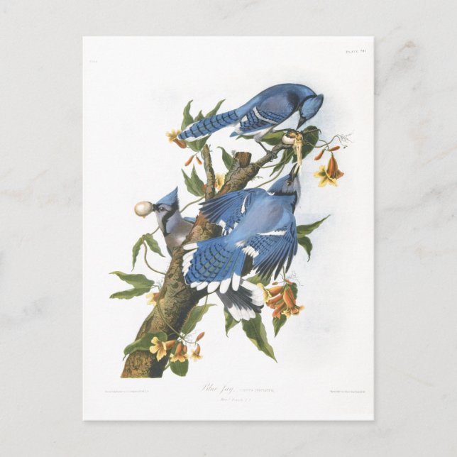 Blue Jay, John James Audubon Vykort (Framsida)