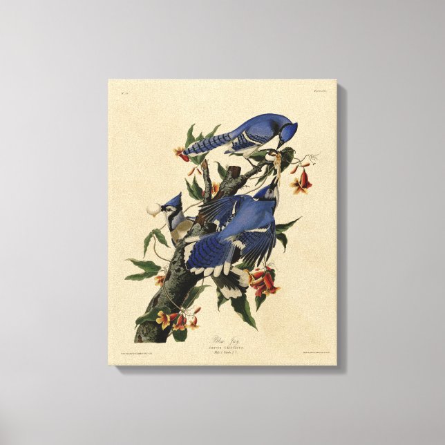 Blue Jay - John James Audubon's Birds of America Canvastryck (Framsida)