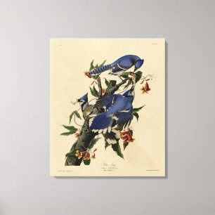 Blue Jay - John James Audubon's Birds of America Canvastryck