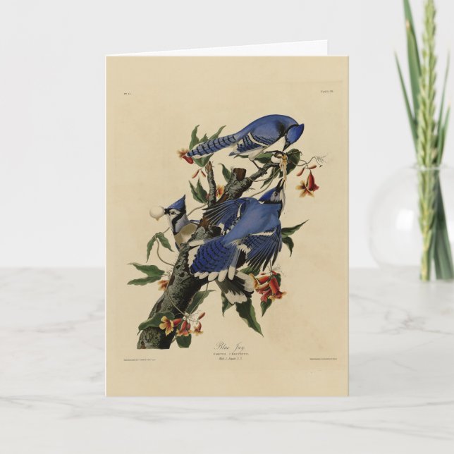 Blue Jay - John James Audubon's Birds of America Kort (Framsida)