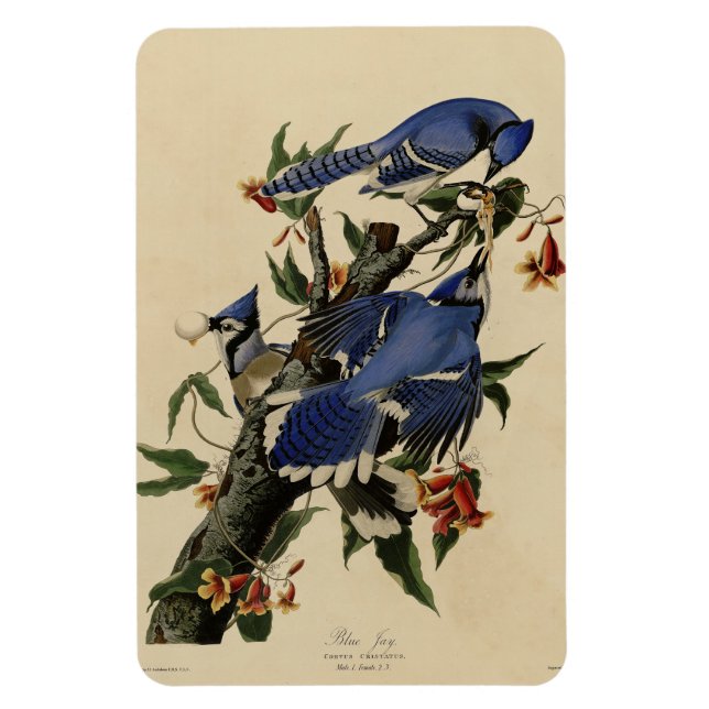 Blue Jay - John James Audubon's Birds of America Magnet (Vertikal)