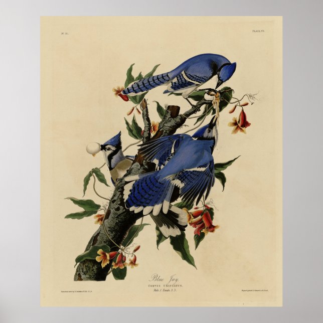 Blue Jay - John James Audubon's Birds of America Poster (Framsidan)