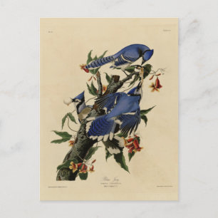 Blue Jay - John James Audubon's Birds of America Vykort