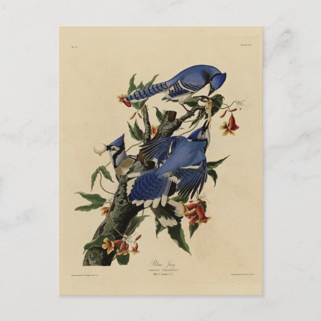 Blue Jay - John James Audubon's Birds of America Vykort (Framsida)
