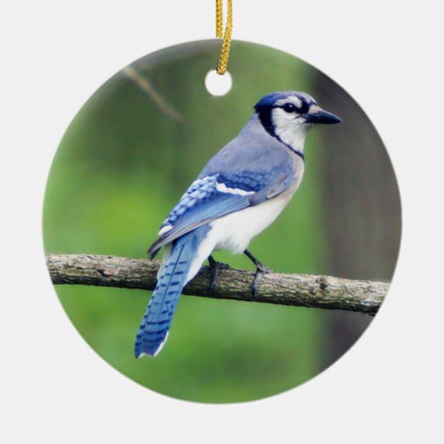 Blue Jay jul Ornament (Framsidan)