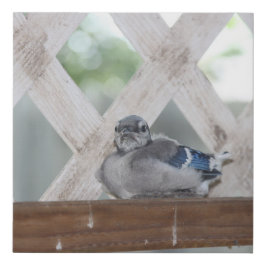 Blue Jay Kanvastryck