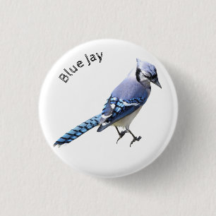 Blue Jay Knapp
