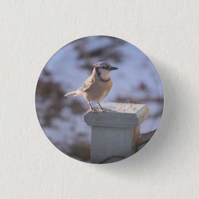 Blue Jay Knapp (Framsida)