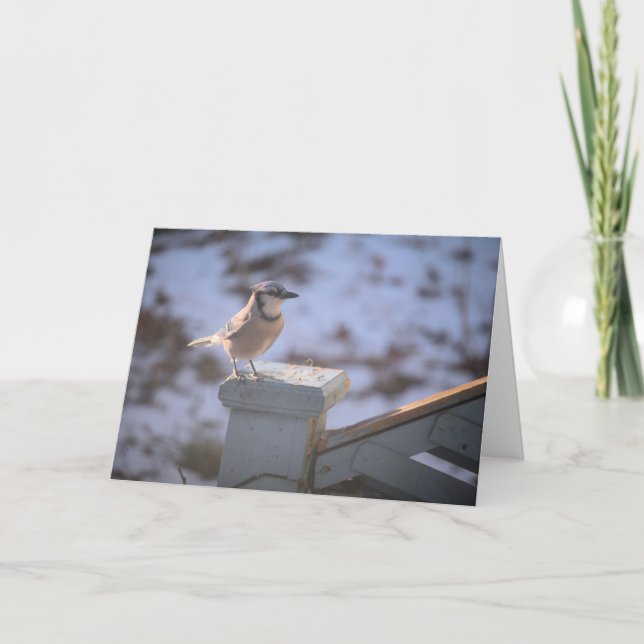 Blue Jay Kort (Framsida)