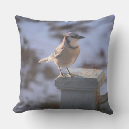 Blue Jay Kudde