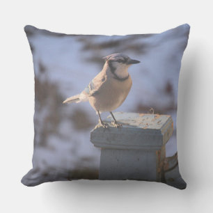 Blue Jay Kudde