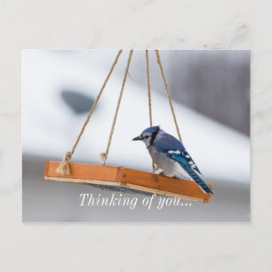 Blue Jay Lunch Vykort