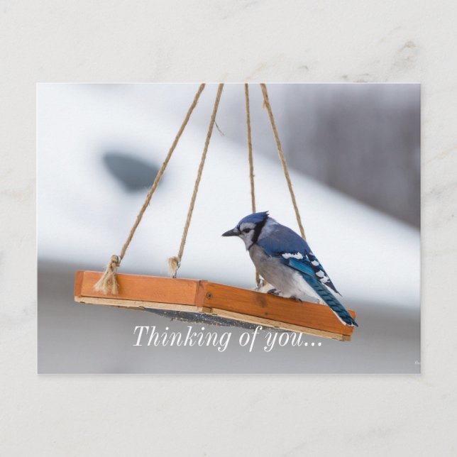 Blue Jay Lunch Vykort (Framsida)