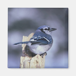 Blue Jay Magnet