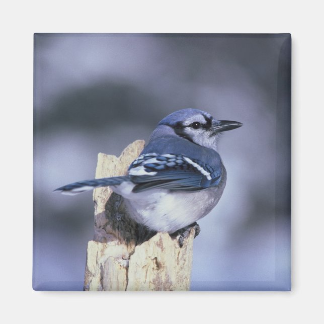 Blue Jay Magnet (Framsidan)
