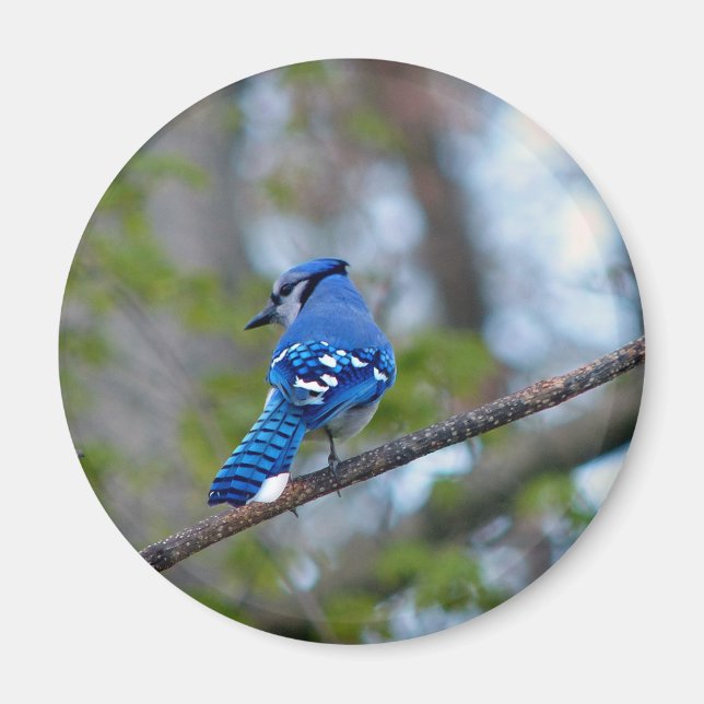 Blue Jay Magnet (Framsidan)