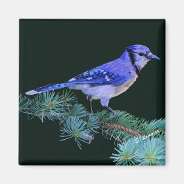 Blue Jay Magnet