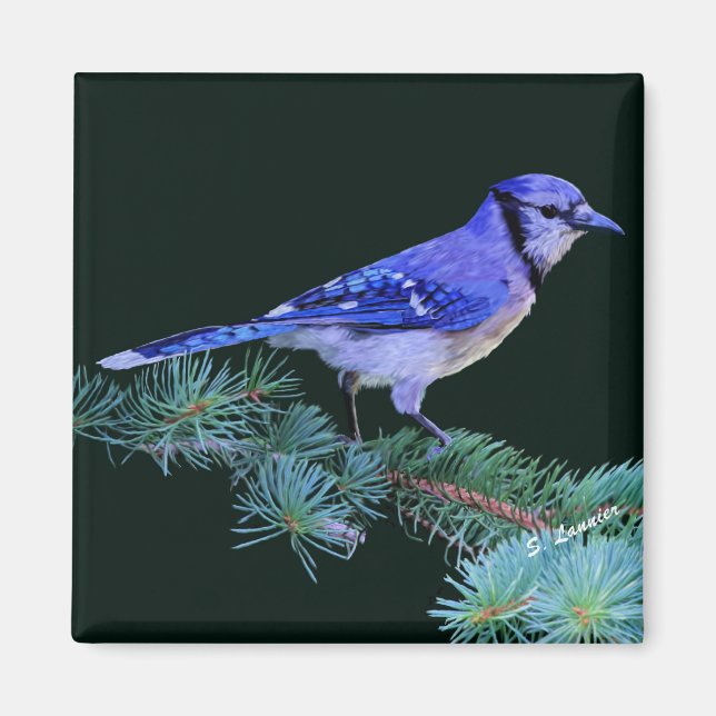 Blue Jay Magnet (Framsidan)