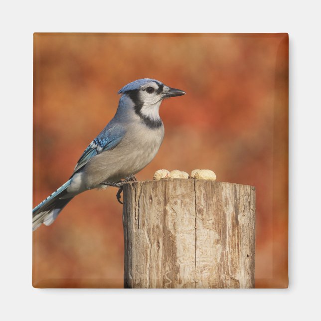 Blue Jay Magnet (Framsidan)