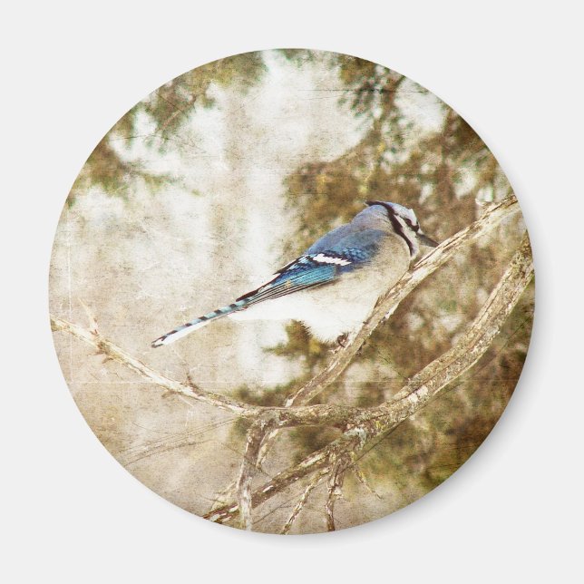 Blue Jay Magnet (Framsidan)
