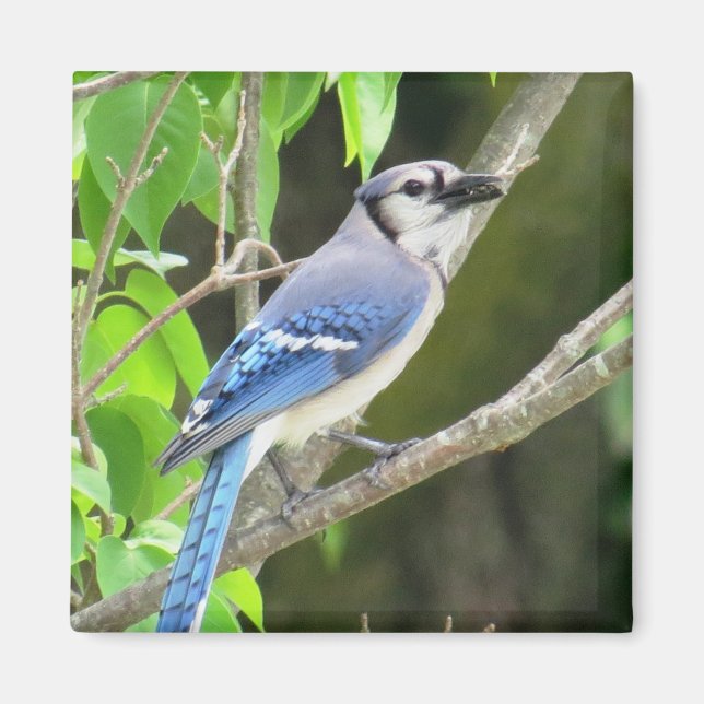 Blue Jay Magnet (Framsidan)