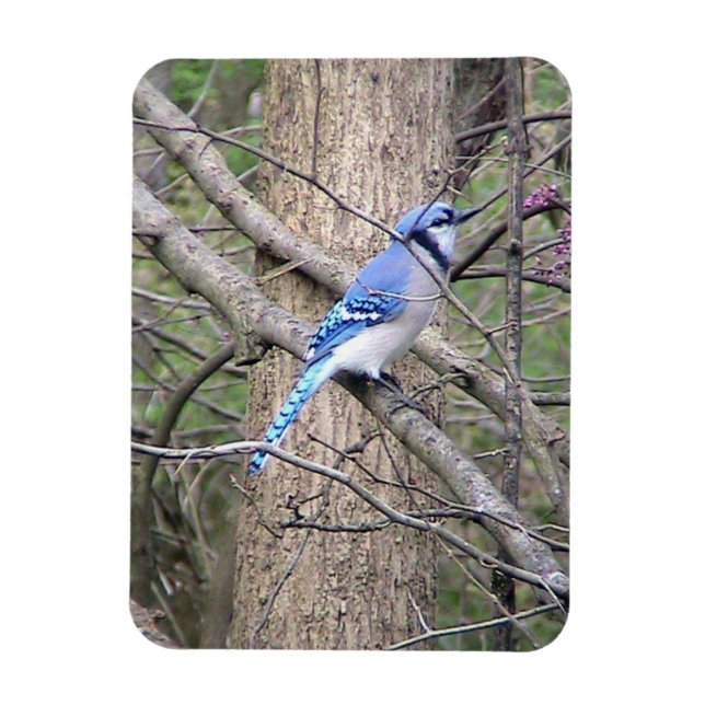 Blue Jay Magnet (Vertikal)