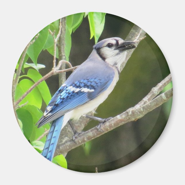 Blue Jay Magnet (Framsidan)