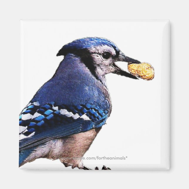 Blue-Jay-Magnet Magnet (Framsidan)