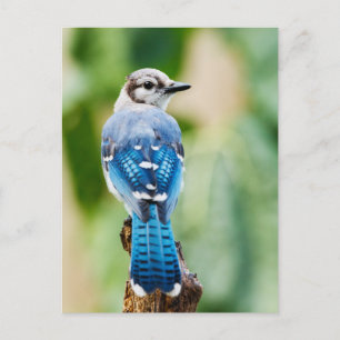 Blue Jay med Feathers Photo Postcard Vykort