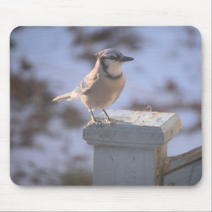 Blue Jay Musmatta