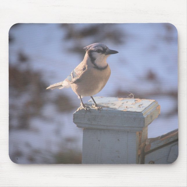 Blue Jay Musmatta (Framsidan)