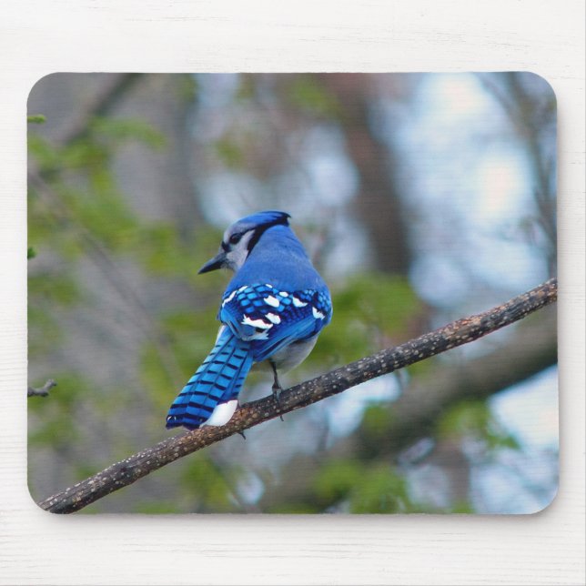 Blue Jay Musmatta (Framsidan)