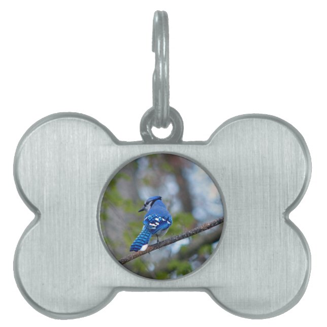 Blue Jay Namnbricka Husdjur (Framsidan)
