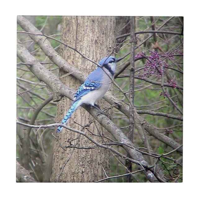 Blue Jay (Ohio) Decorative Tile Kakelplatta (Framsidan)