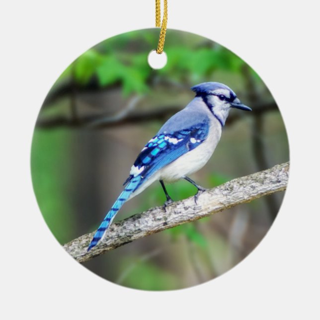 Blue Jay Ornament (Framsidan)
