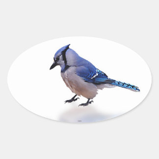 Blue Jay Ovalt Klistermärke