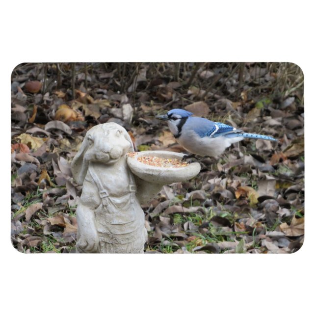 Blue Jay på Cute Rabbit Bird Feeder Magnet (Horisontell)