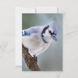 Blue Jay på ett Gren Blank Note Card OSA Kort