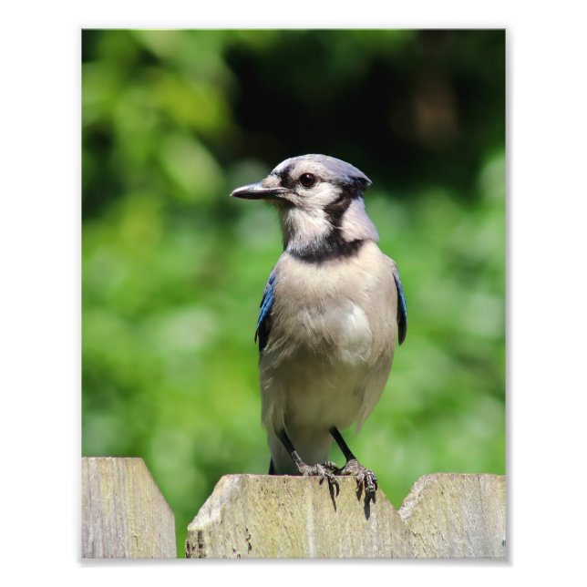 Blue Jay på Fence Fototryck (Framsidan)