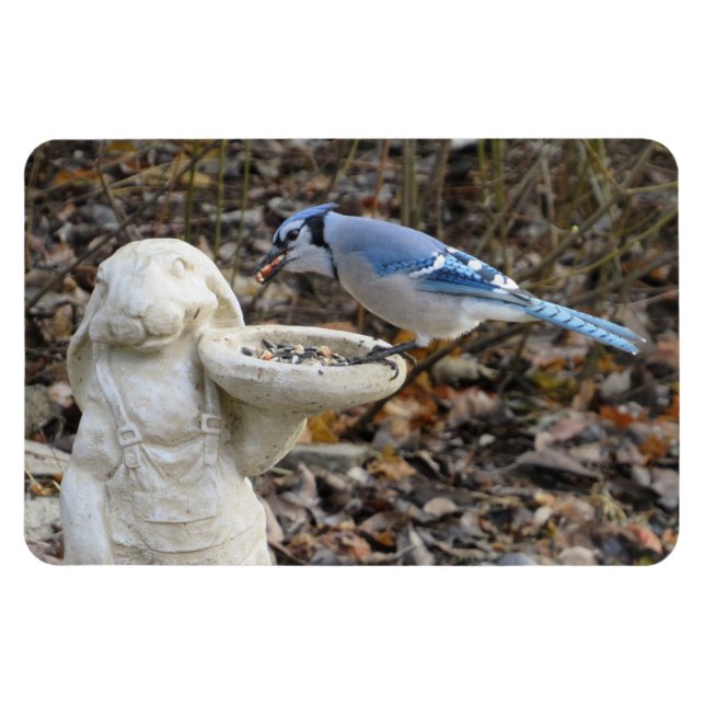 Blue Jay på Rabbit Bird Feeder Magnet (Horisontell)